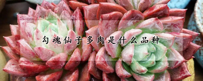 勾魂仙子多肉是什麼品種