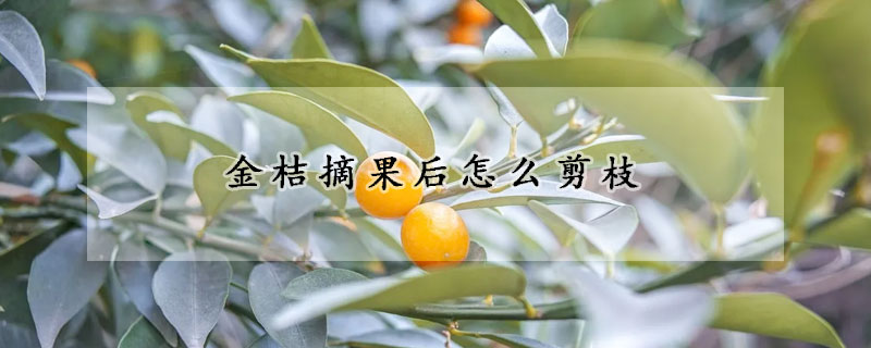 金桔摘果後怎麼剪枝