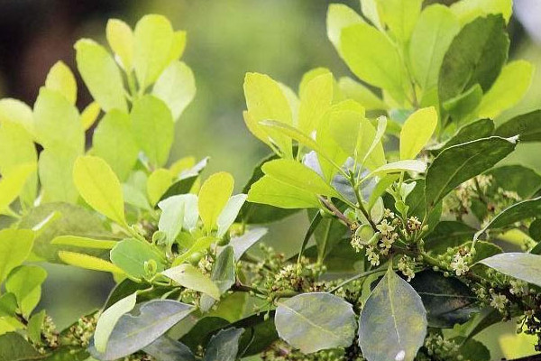 馬黛茶是什麼茶 馬黛茶屬於哪種茶