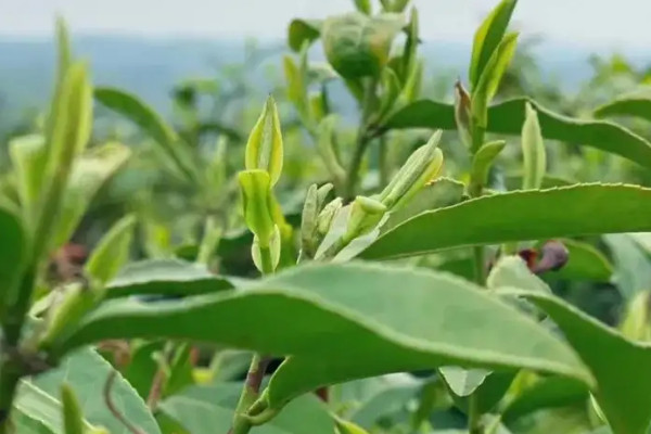 黃茶有哪些代表性的茶 黃茶有哪些品種