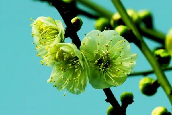 八節奇花是指什麼花