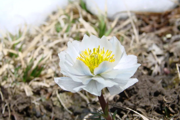 八節奇花是指什麼花