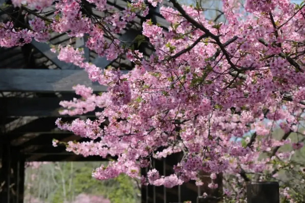 蘭花櫻花一年開幾次花