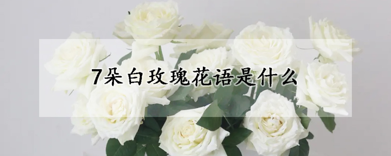 7朵白玫瑰花語是什麼