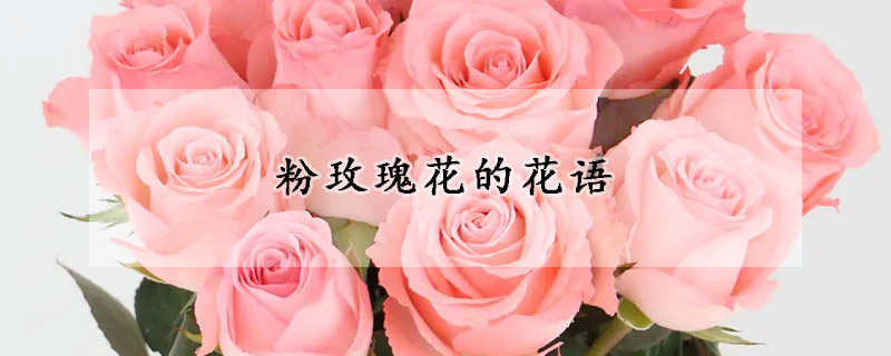 粉玫瑰花的花語