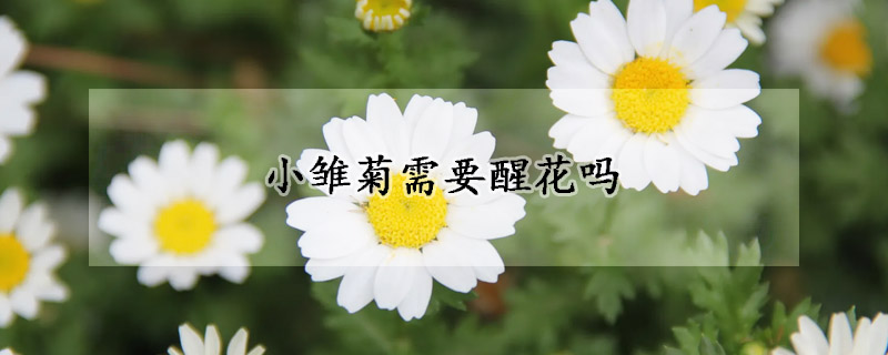 小雛菊需要醒花嗎