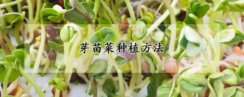 芽苗菜種植方法