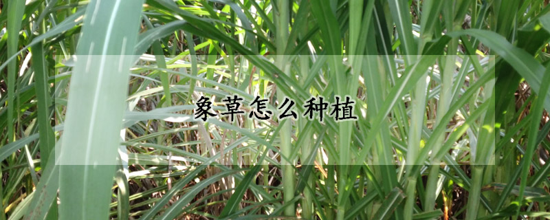 象草怎麼種植