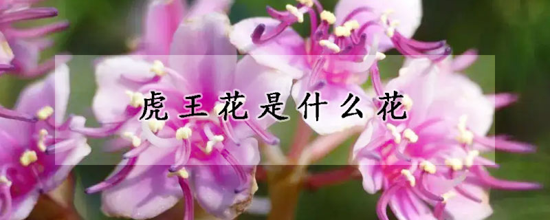 虎王花是什麼花