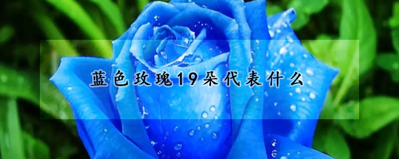 藍色玫瑰19朵代表什麼