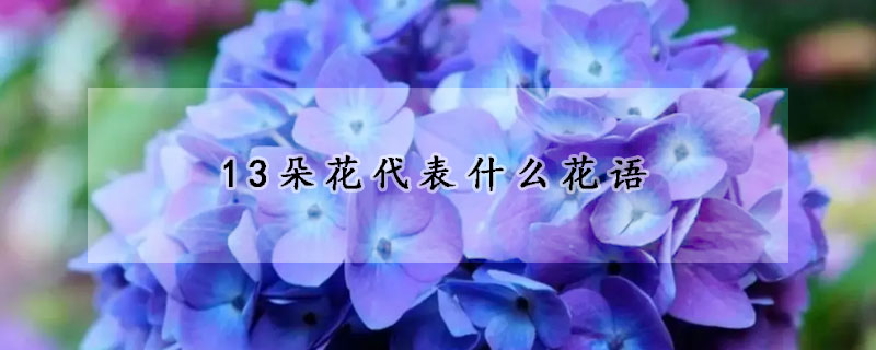 13朵花代表什麼花語