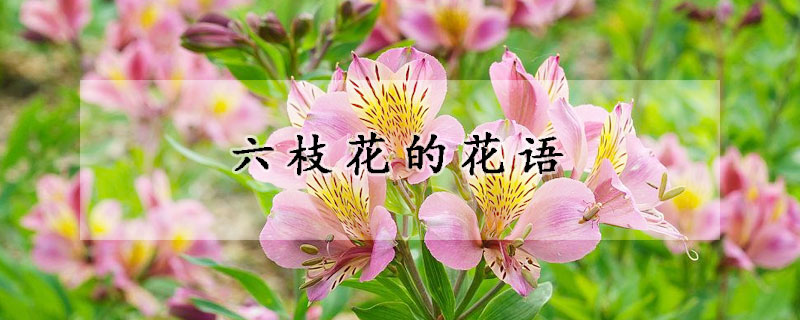 六枝花的花語