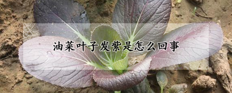 油菜葉子發紫是怎麼回事