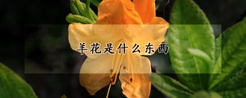 羊花是什麼東西