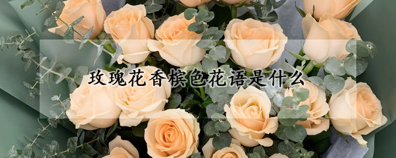 玫瑰花香檳色花語是什麼