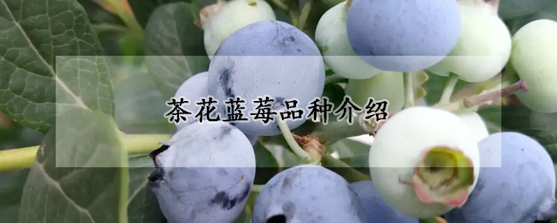 茶花藍莓品種介紹