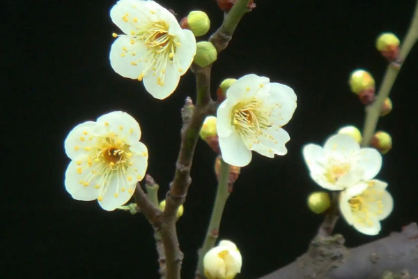 八節奇花是什麼花