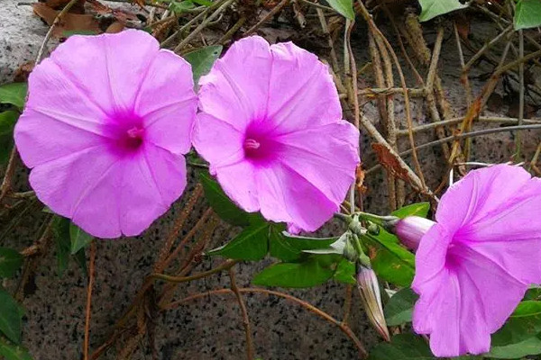 八節奇花是什麼花