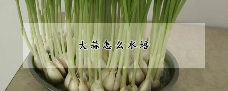 大蒜怎麼水培