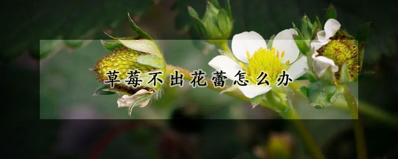 草莓不出花蕾怎麼辦