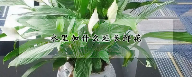 水裏加什麼延長鮮花