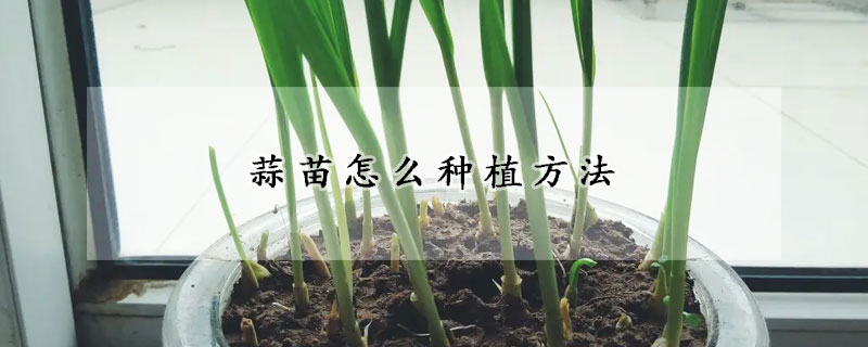 蒜苗怎麼種植方法