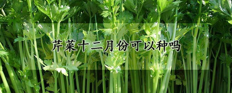 芹菜十二月份可以種嗎