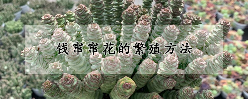 錢竄竄花的繁殖方法