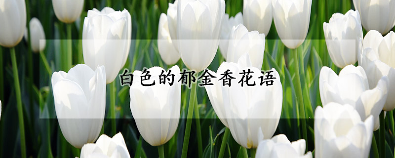 白色的鬱金香花語