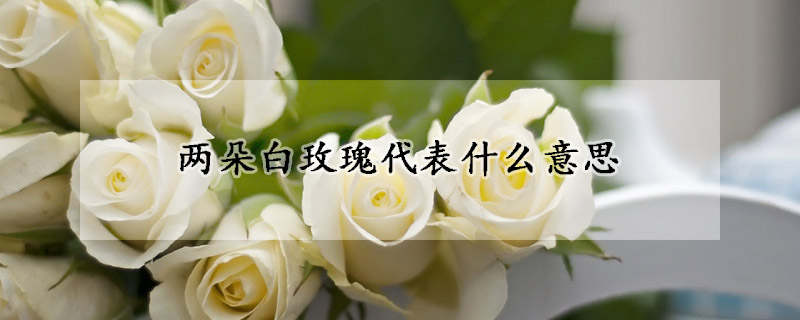 兩朵白玫瑰代表什麼意思