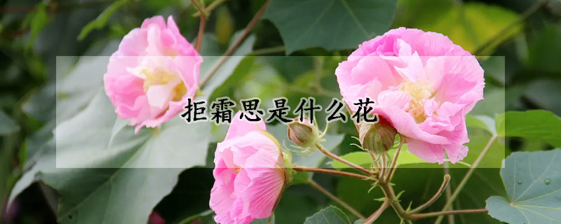 拒霜思是什麼花