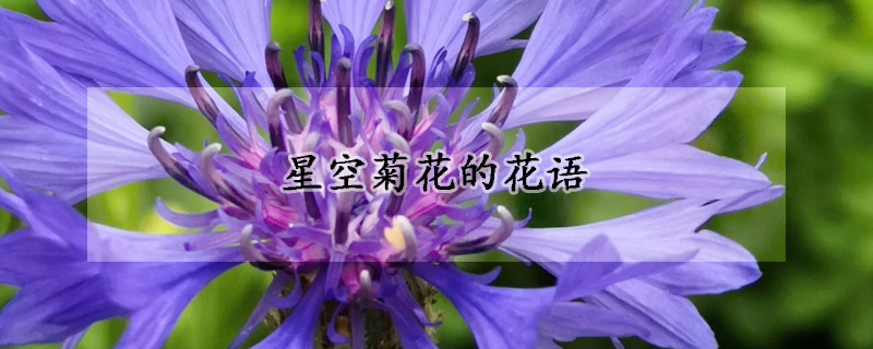 星空菊花的花語