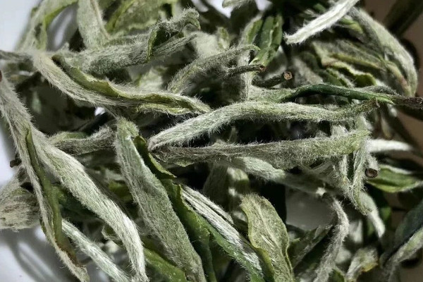 白牡丹福鼎白茶屬於什麼茶 福鼎白牡丹是什麼茶