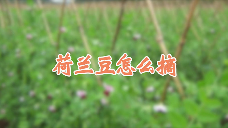 荷蘭豆怎麼摘