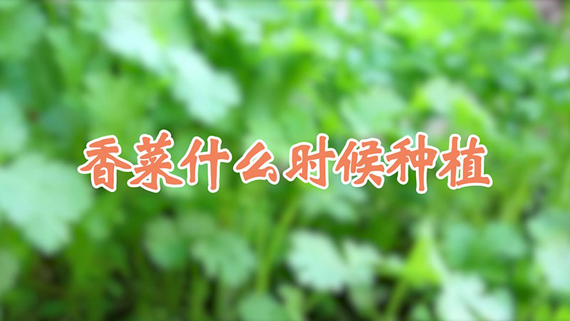 香菜什麼時候種植