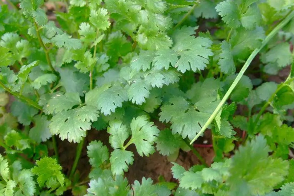 香菜什麼時候種植