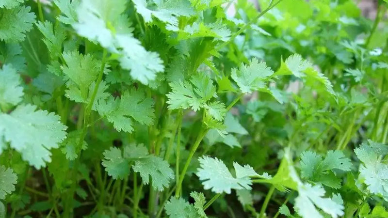 香菜什麼時候種植