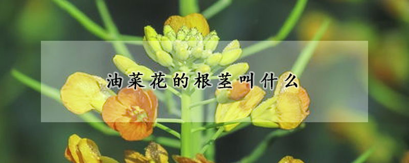 油菜花的根莖叫什麼