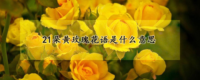 21朵黃玫瑰花語是什麼意思