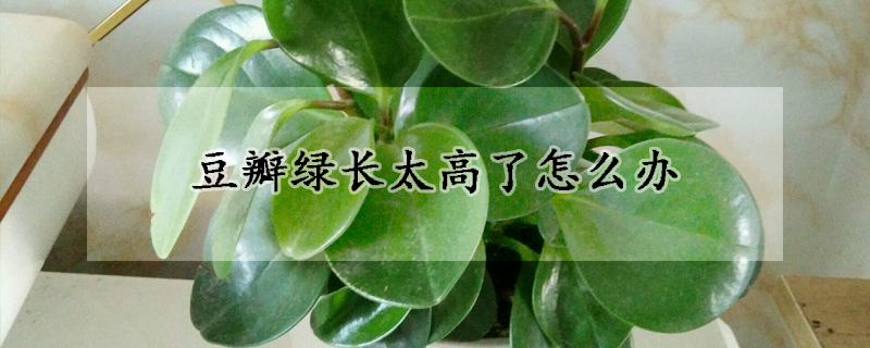 豆瓣綠長太高了怎麼辦