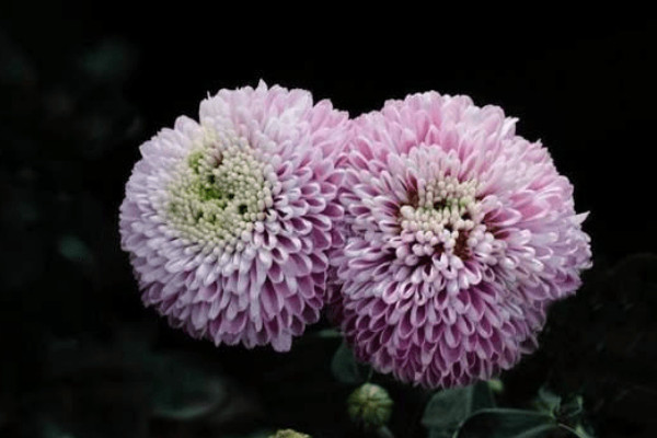 球菊開完花後怎麼修剪