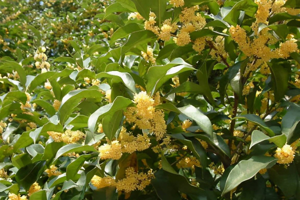 為什麼12月份還有桂花開