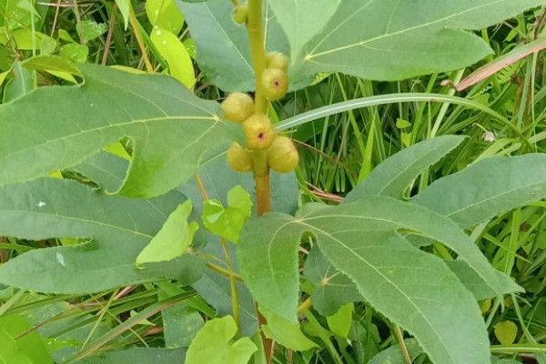 五指毛桃種苗及種植技術