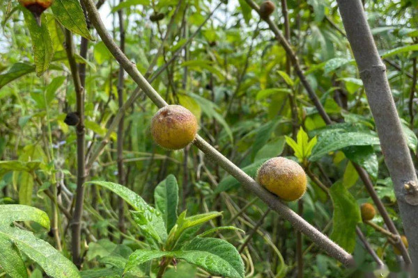 五指毛桃種苗及種植技術