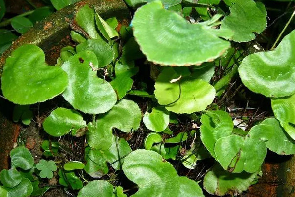 國家二級保護蕨類植物有哪些