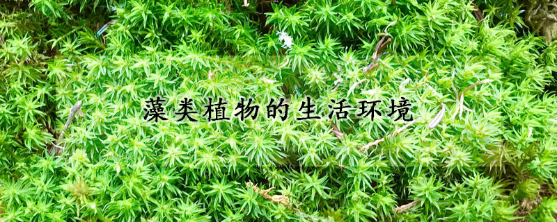 藻類植物的生活環境