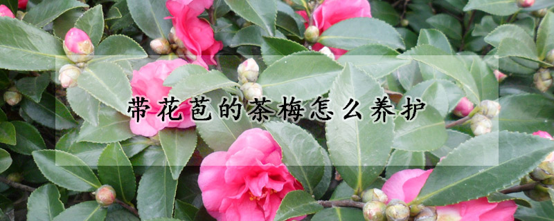 帶花苞的茶梅怎麼養護