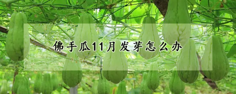 佛手瓜11月發芽怎麼辦