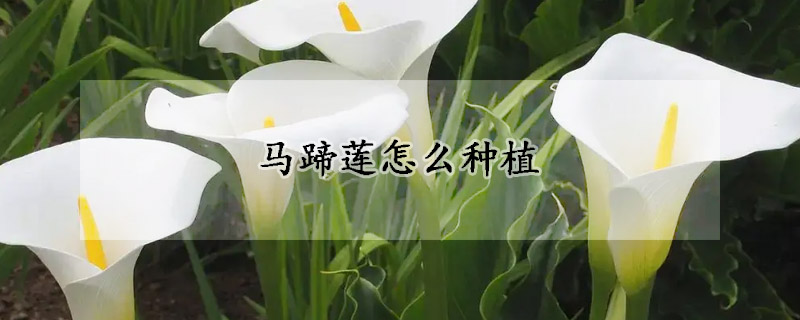 馬蹄蓮怎麼種植