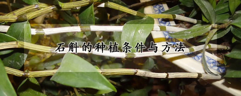 石斛的種植條件與方法